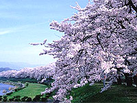 Время цветения сакуры